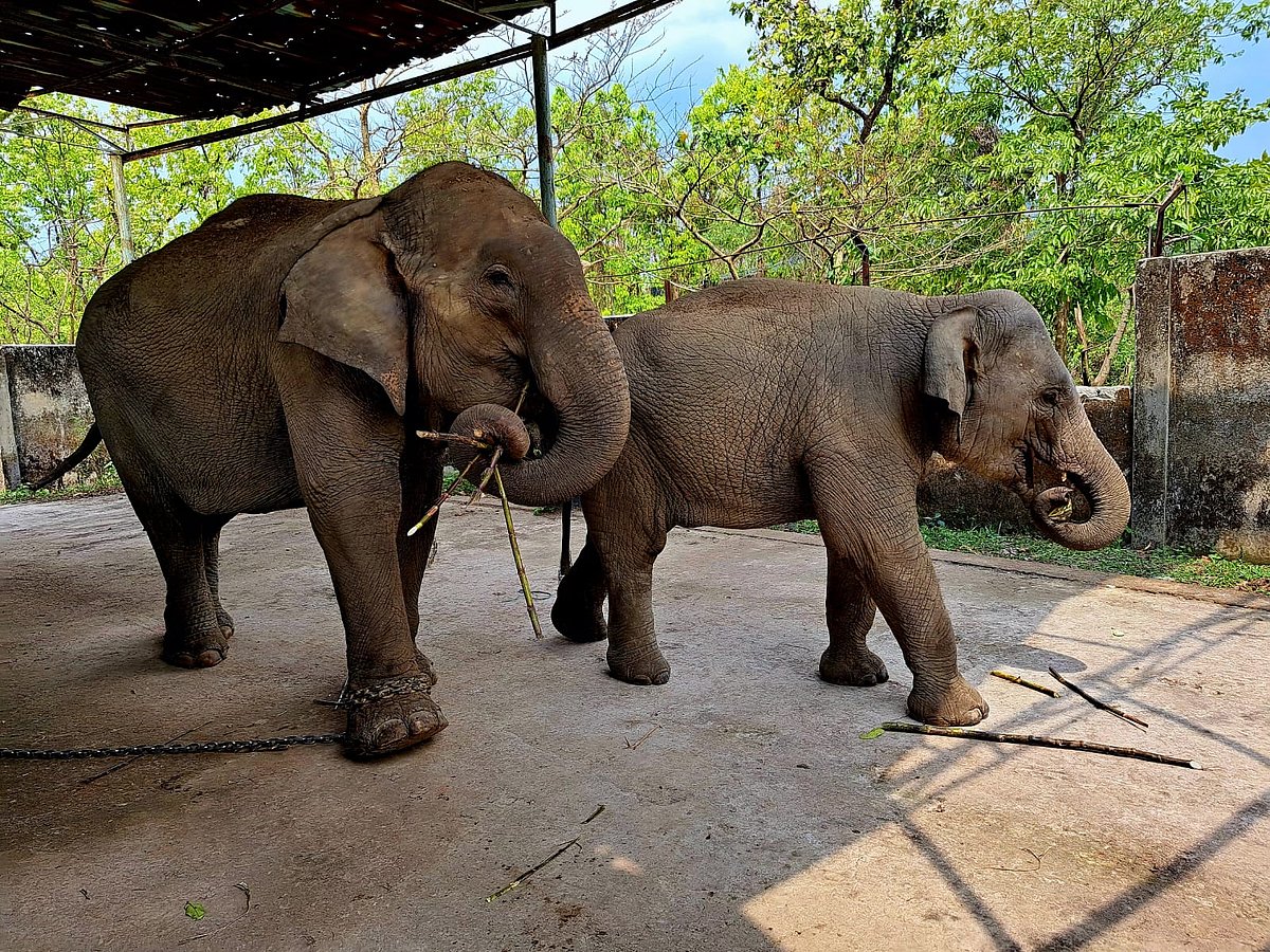 শিকলহীন জয়িতা বদলে দিচ্ছে হাতি প্রশিক্ষণের চেনা কাঠামো