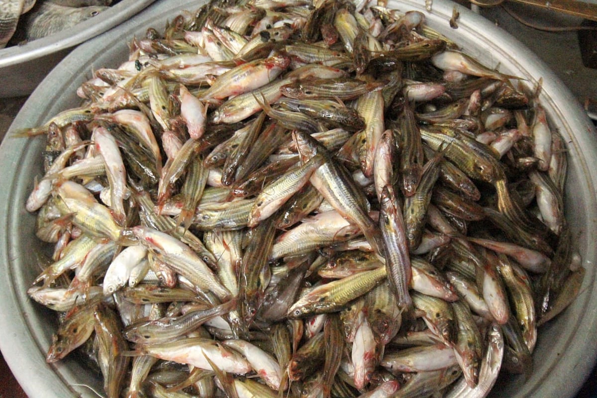 ছবির গল্প: নিষেধাজ্ঞা শুরুর আগে কাপ্তাই হ্রদে মাছ ধরার ব্যস্ততা