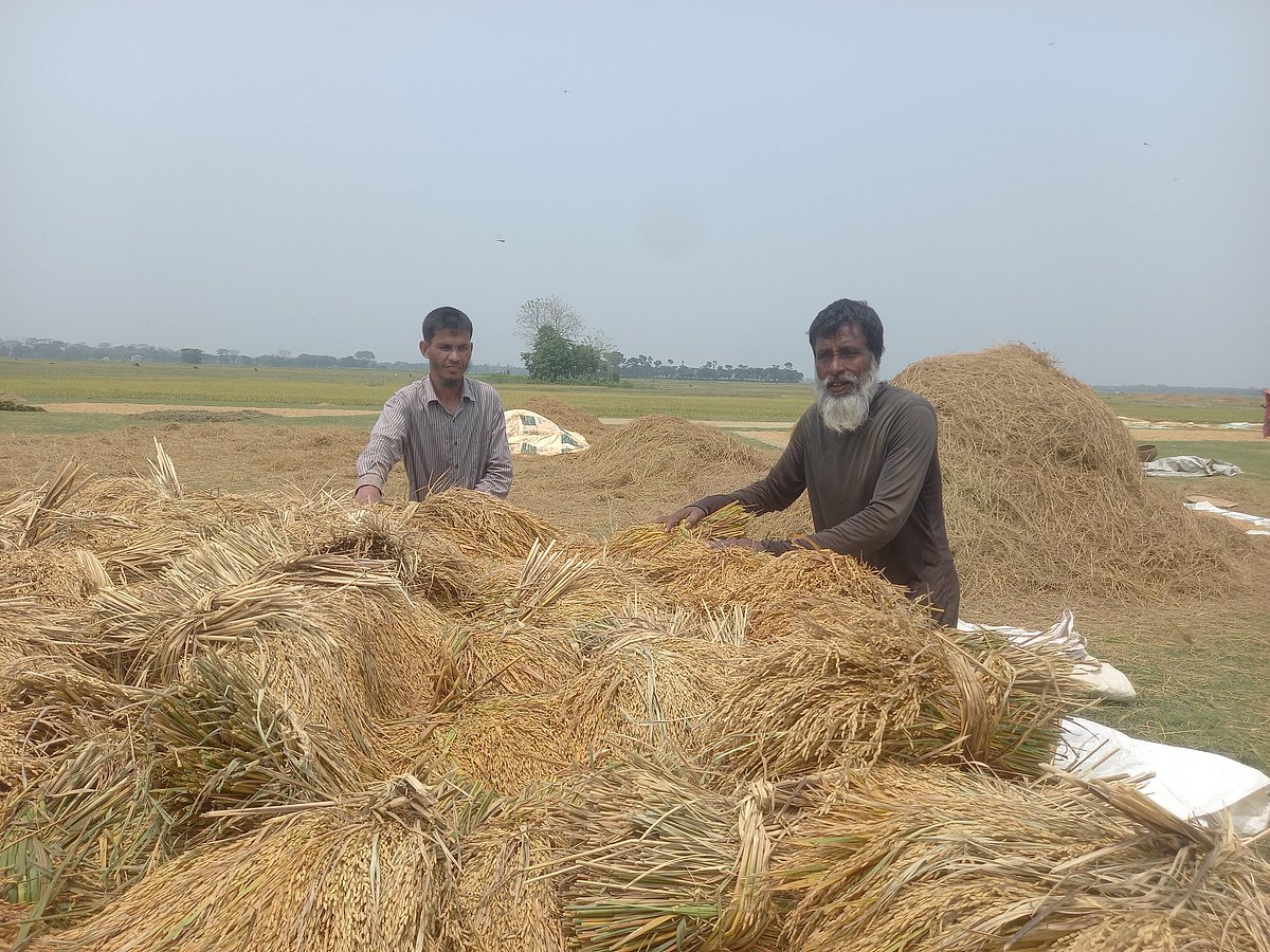 সুনামগঞ্জে আকস্মিক বন্যার শঙ্কায় ধান কাটছেন হাওরের কৃষকেরা