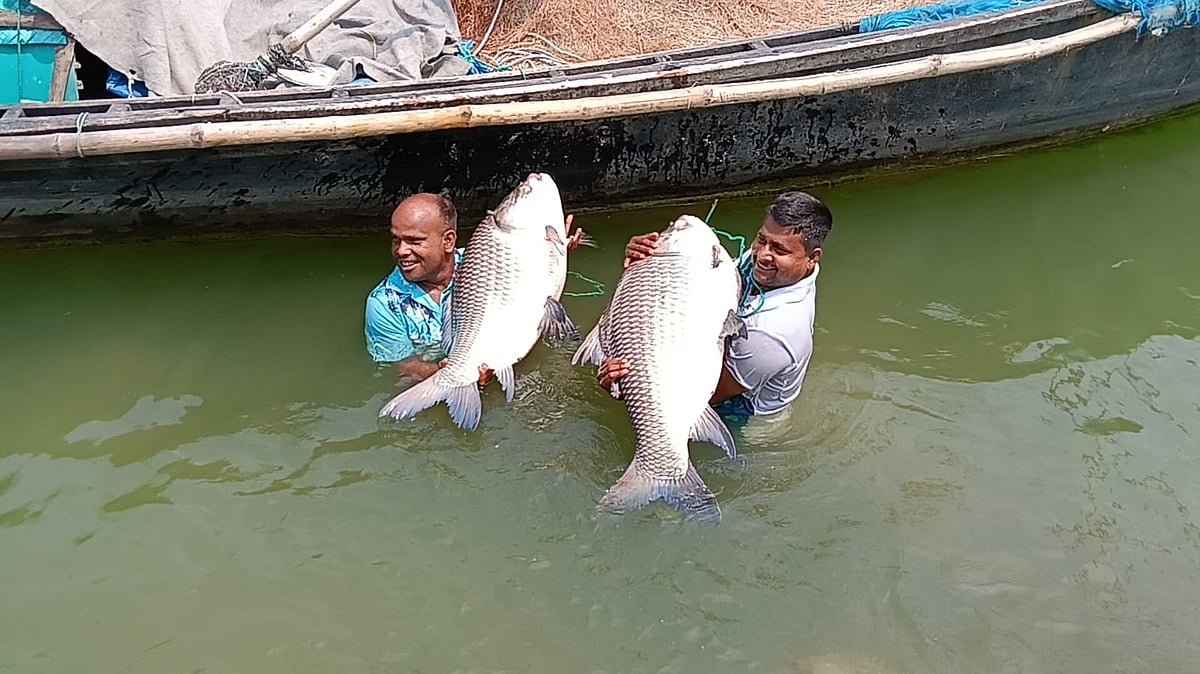 রাজবাড়ীতে পদ্মায় ধরা দুই কাতলা ৮৭ হাজার টাকায় বিক্রি