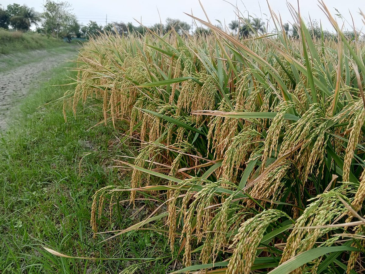 খুলনায় উচ্চফলনশীল ব্রি-১০৮ চাষে কৃষকের আগ্রহ বেড়েছে