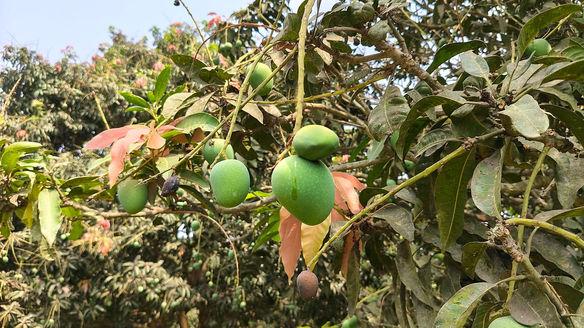 রাজশাহীতে তাপপ্রবাহে ঝরছে কাঁচা আম, বৃষ্টির প্রত্যাশায় চাষিরা