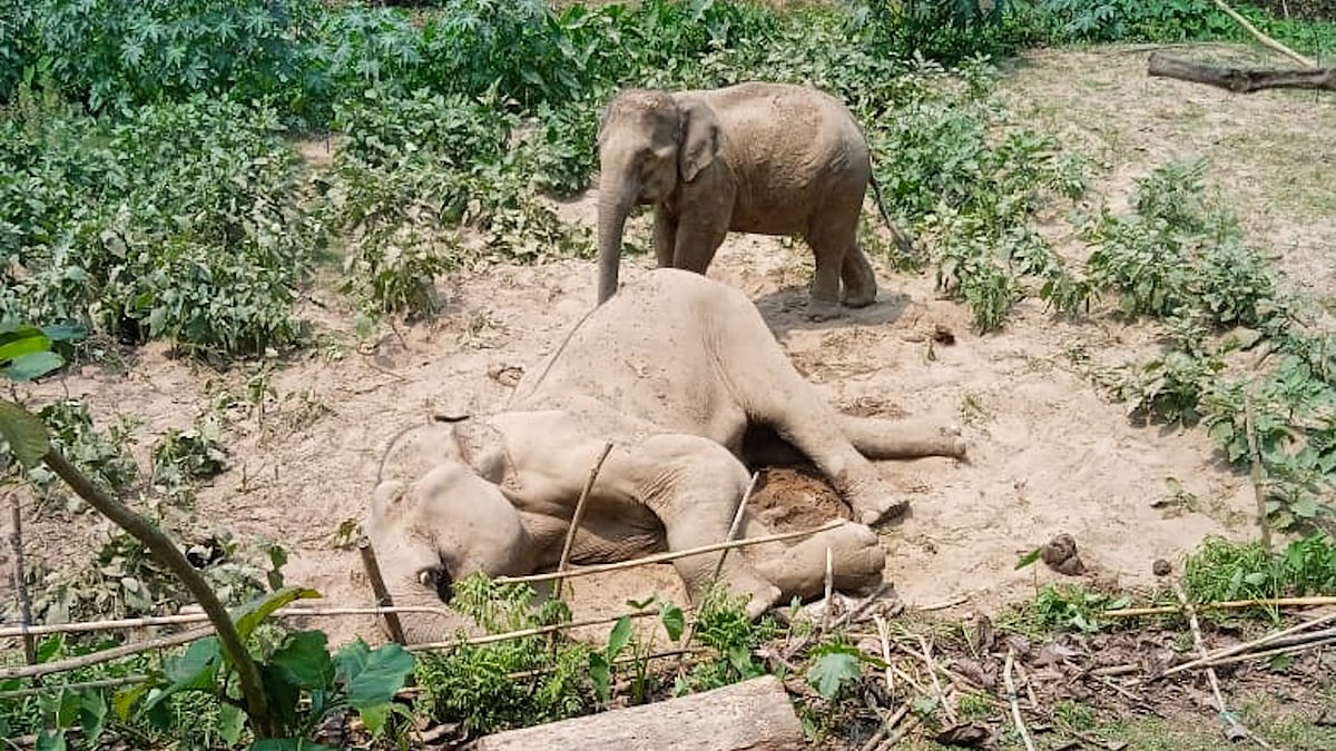 রাঙামাটিতে বন্য হাতির মৃত্যু, পাশে আছে সঙ্গী স্ত্রী হাতিটি