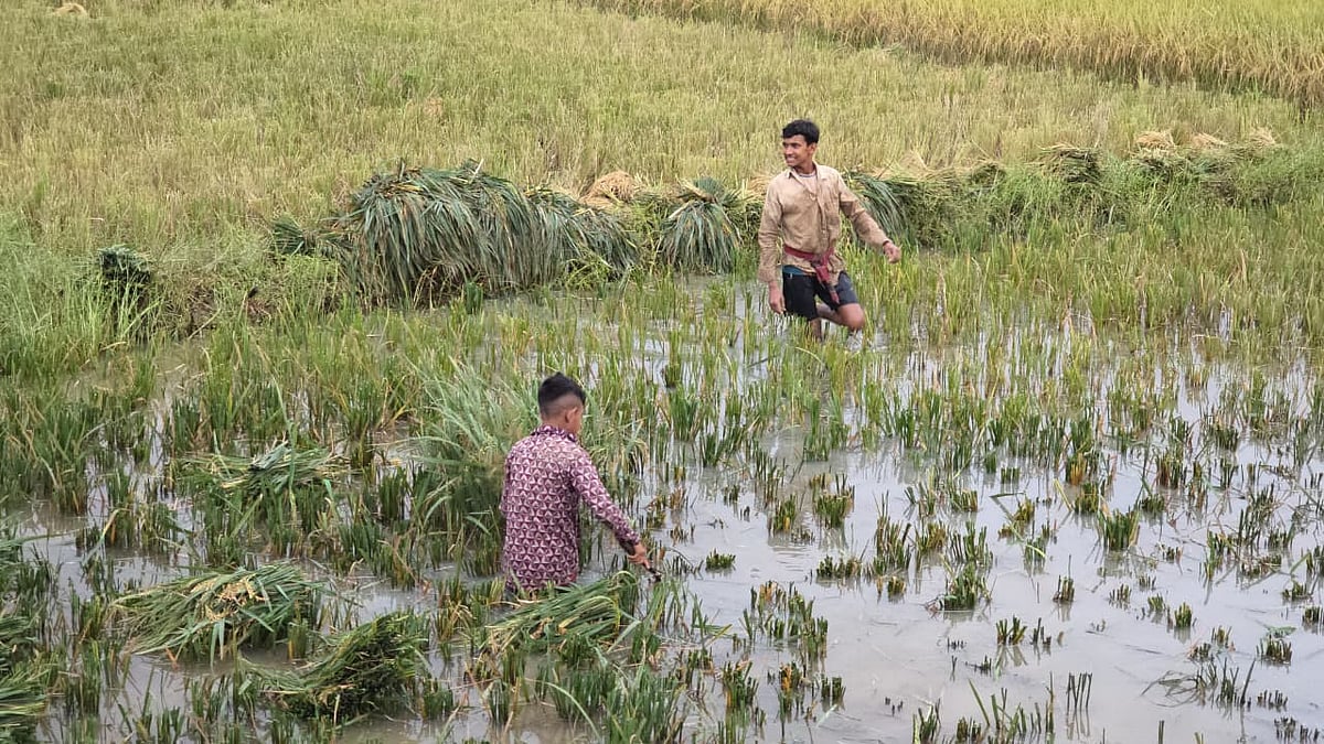 আকস্মিক বন্যার পূর্বাভাস, উভয়সংকটে হাওরের কৃষক
