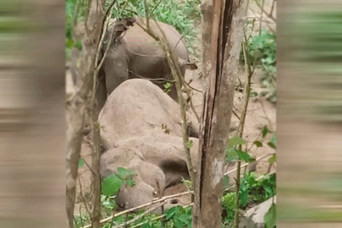 রাঙামাটিতে বন্য হাতির মৃত্যু, শোকে কাতর সঙ্গী দাঁড়িয়ে আছে পাশে