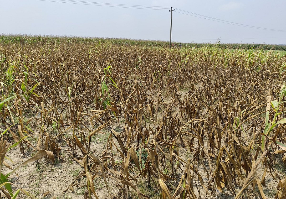 সেচপাম্প চালু করতে বাধা, শুকিয়ে যাচ্ছে ১৮ বিঘা জমির ভুট্টাগাছ