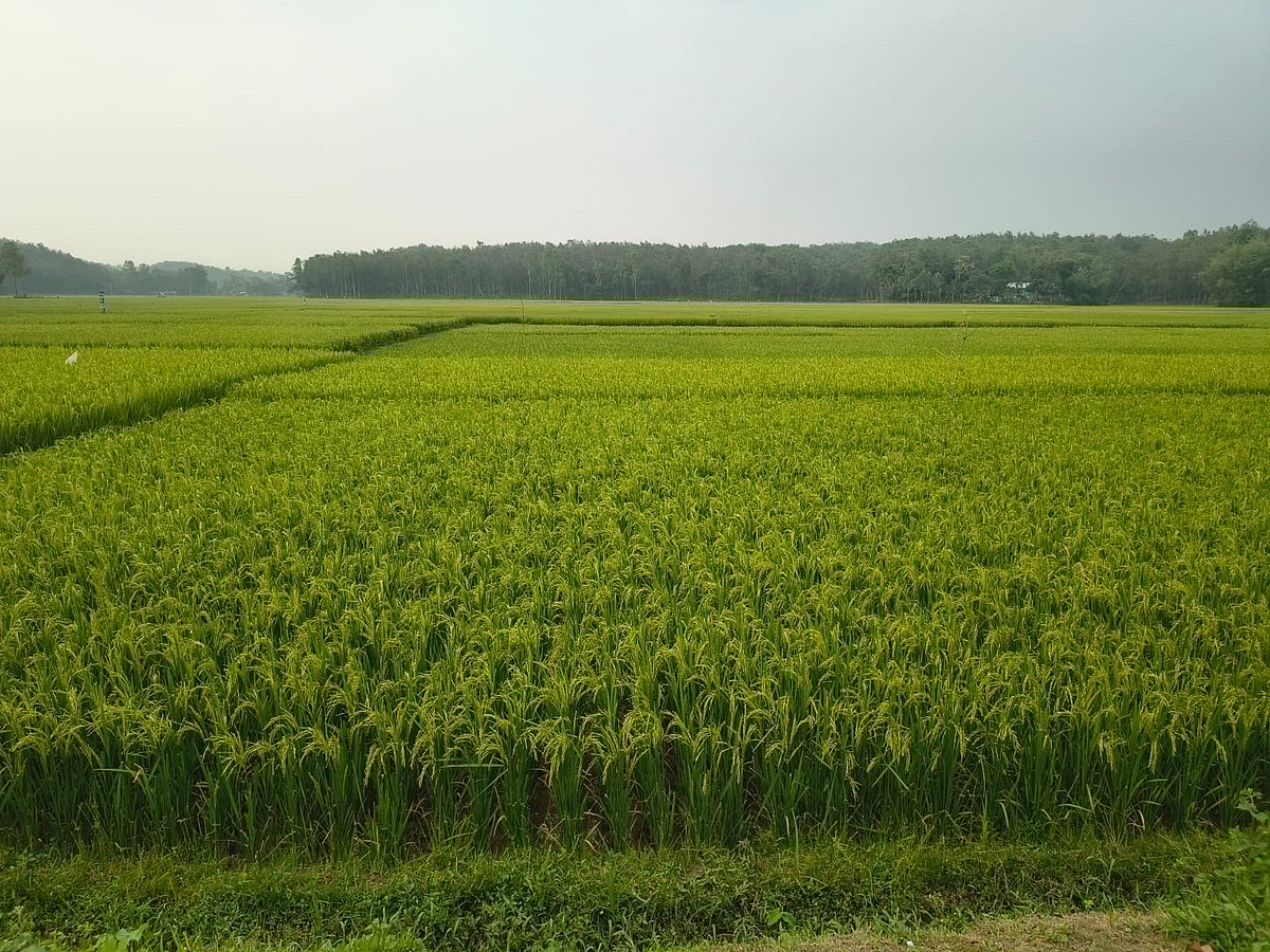 গারো পাহাড়ের ঢালে দিগন্তজোড়া ধানখেত, বন্য হাতির আক্রমণের শঙ্কায় কৃষকেরা