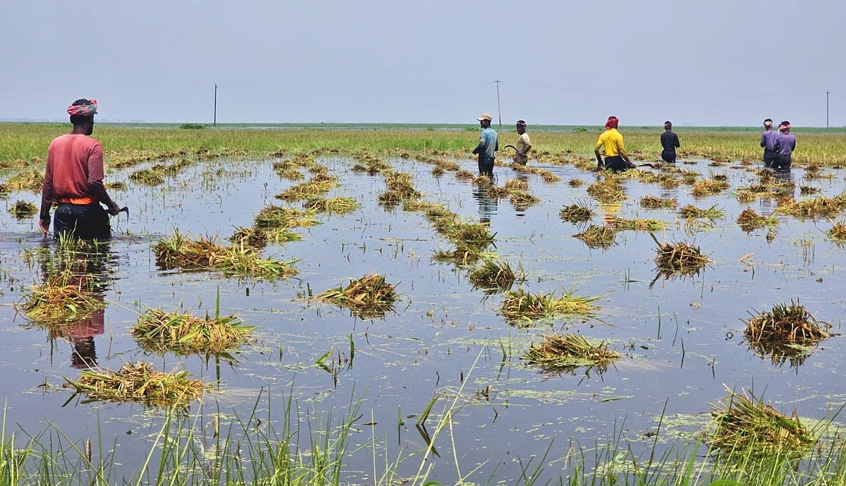কিশোরগঞ্জে হাওরে তলিয়ে যাচ্ছে পাকা ধান, কাঁদছেন কৃষক
