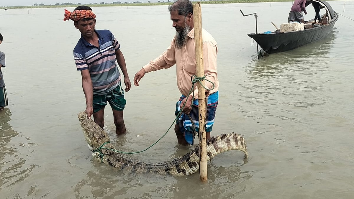 পদ্মা নদীতে জেলের বড়শিতে ধরা পড়েছে কুমির