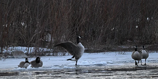 নদীর গর্জন—প্রকৃতির শক্তির এক জীবন্ত প্রকাশ