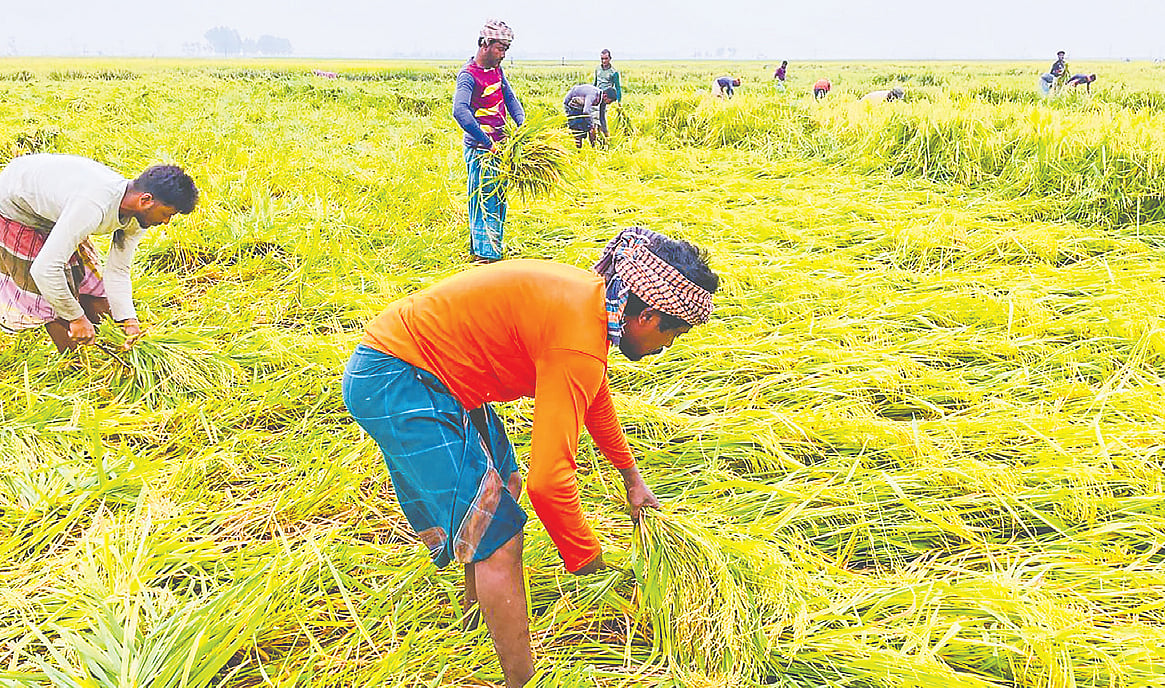 গানে গানে ধানকাটার উৎসব