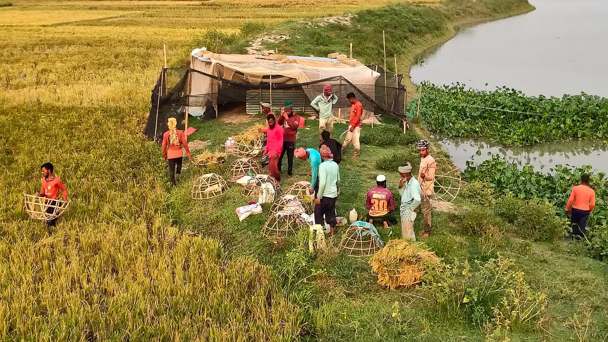 হাওরে ধান কাটতে নামছেন কৃষকেরা