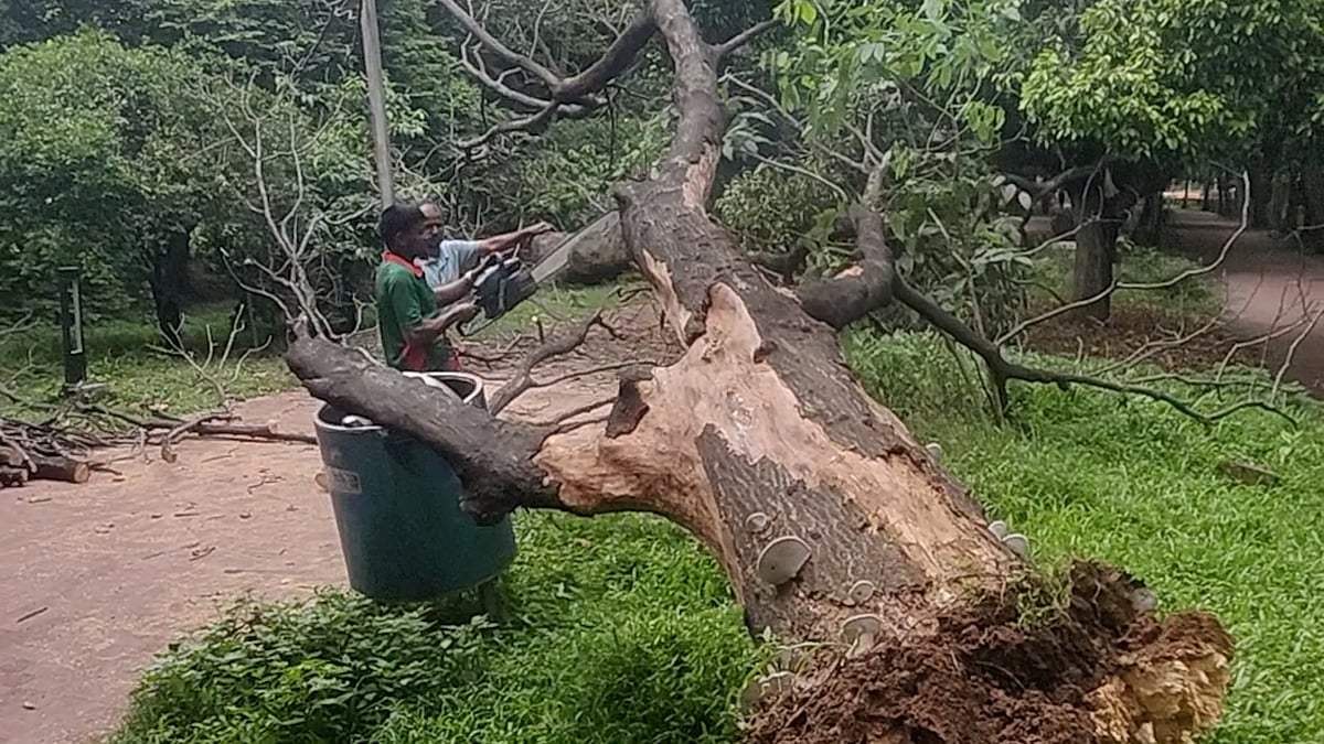 রমনা পার্কে ঝড়ে উপড়ে পড়ল বকুলগাছ