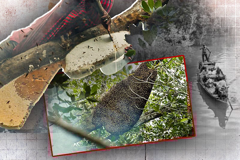 ‘সাহসেই বিকাশ’: মৌয়ালদের সংগ্রামী জীবন ও জীবিকার গল্প