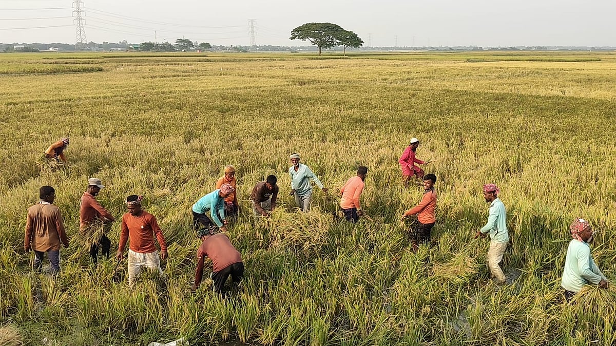 হাওরে ধান কাটায় ব্যস্ত কৃষকেরা