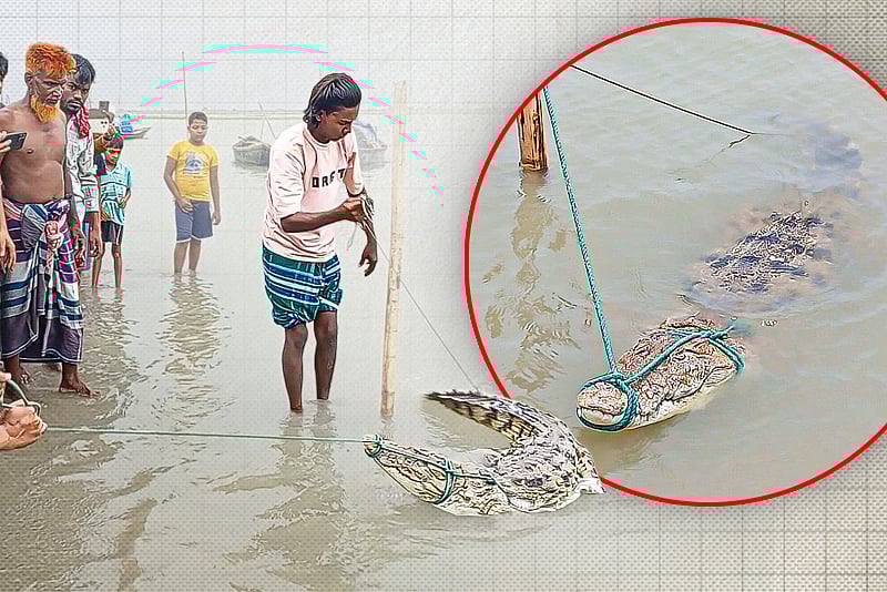 পদ্মায় জেলের বড়শিতে ধরা পড়ল কুমির