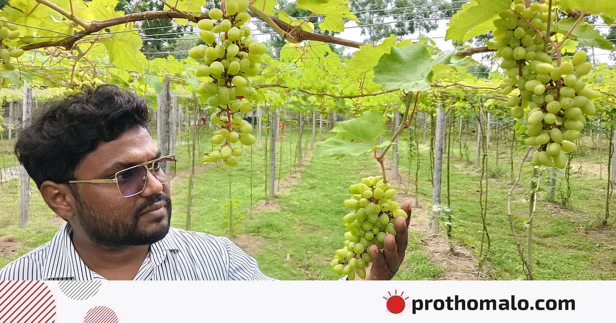 শখ থেকে শুরু, এখন আঙুরবাগানের মালিক প্রকৌশলী ফারদিন শখ থেকে শুরু, এখন আঙুরবাগানের মালিক প্রকৌশলী ফারদিন