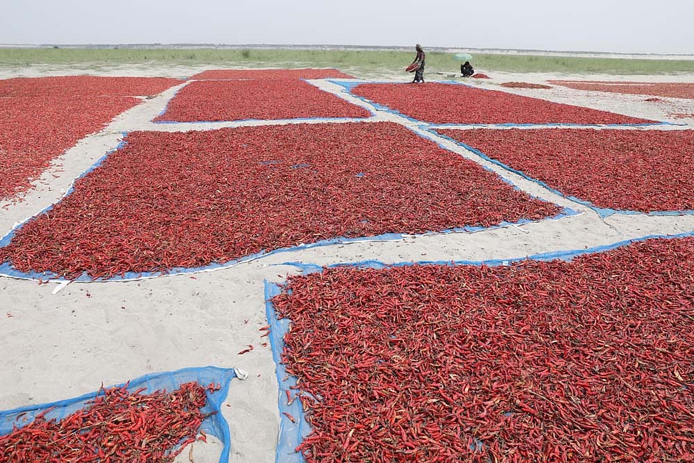 যমুনার দুর্গম চর রাঙাচ্ছে লাল মরিচ