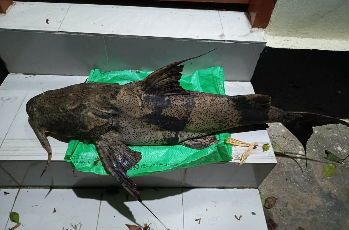 রাঙামাটিতে ১৬ কেজি ওজনের বাগাড় মাছ জব্দ