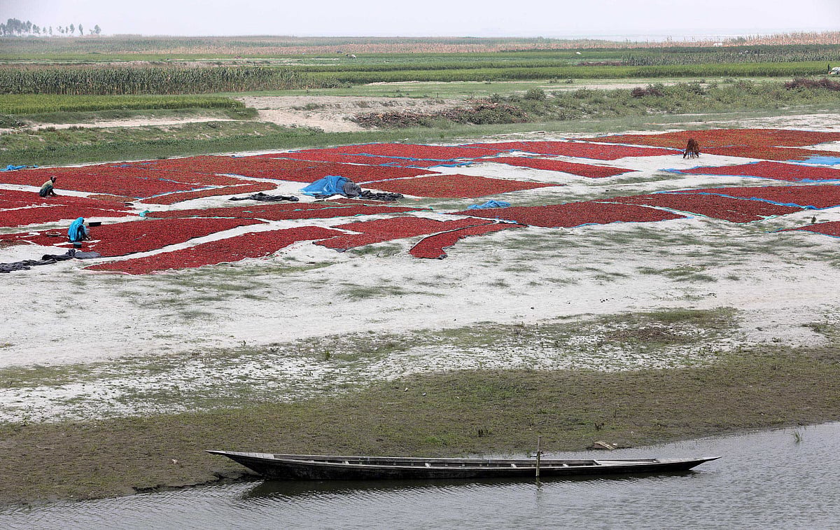 যমুনার দুর্গম চর রাঙাচ্ছে লাল মরিচ
