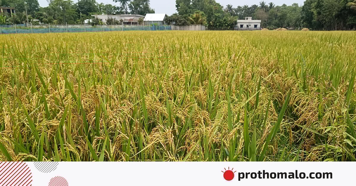 বাঁধের ভেতরে ‘একটুকরা ধানের রাজ্য’ বাঁধের ভেতরে ‘একটুকরা ধানের রাজ্য’