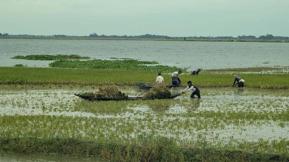নেত্রকোনায় হাওর-বিলে ঢুকছে পানি, আধপাকা ধান কাটছেন কৃষকেরা