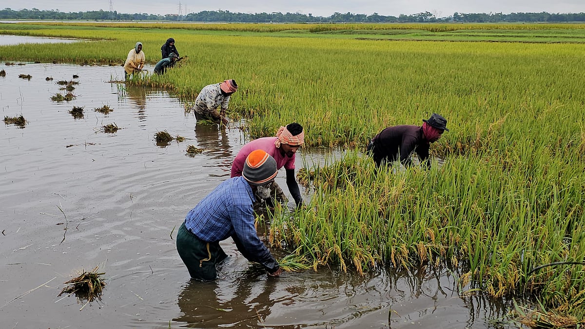 সুনামগঞ্জে বাড়ছে নদী ও হাওরের পানি, তলিয়ে যাচ্ছে জমির ধান