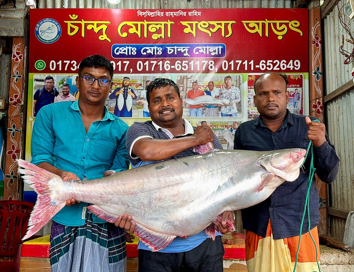 পদ্মা নদীর এক পাঙাশ বিক্রি হলো ৭১ হাজার টাকায়