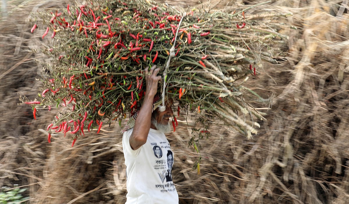 যমুনার চরাঞ্চল থেকে পাকা–কাঁচা মরিচসহ গাছ তুলে বাড়িতে ফিরছেন কৃষক। 