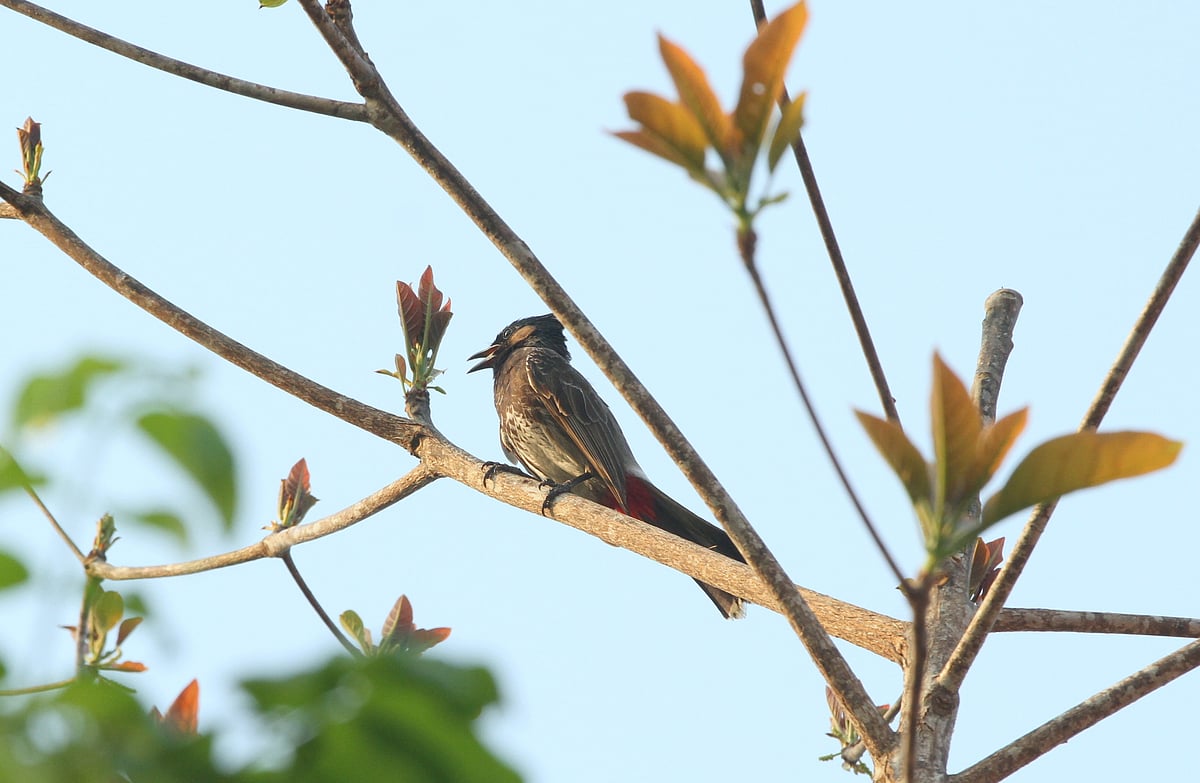 ছবি: সুপ্রিয় চাকমা