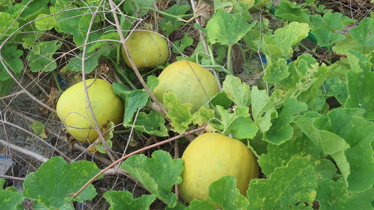 চাকমা ভাষায় রসালো এই ফল ‘চিন্দিরে’, বাংলায় চিনাল নামে পরিচিত