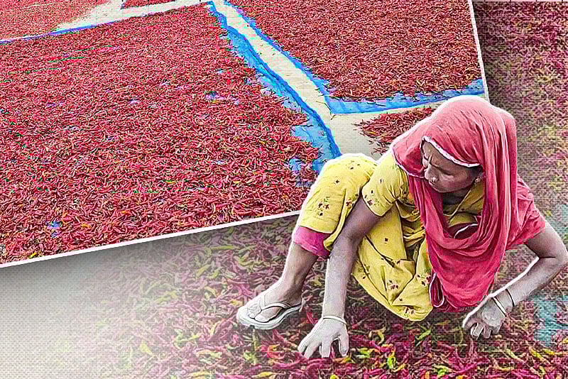 বগুড়ায় এবারও মরিচের ভালো ফলন হয়েছে, প্রতি মণ বিক্রি হচ্ছে ৮–১২ হাজার টাকা