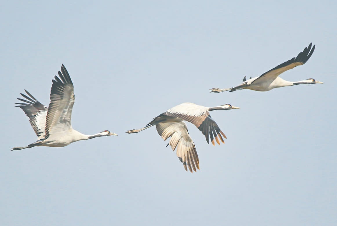 বড় হাওরের বিরল পাখিরা