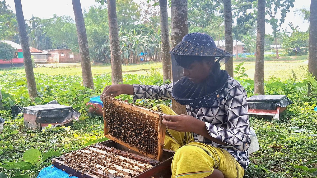 মিষ্টিকুমড়ার খেতে মৌ-বাক্স, সমন্বিত চাষে দুই চাষিই লাভবান