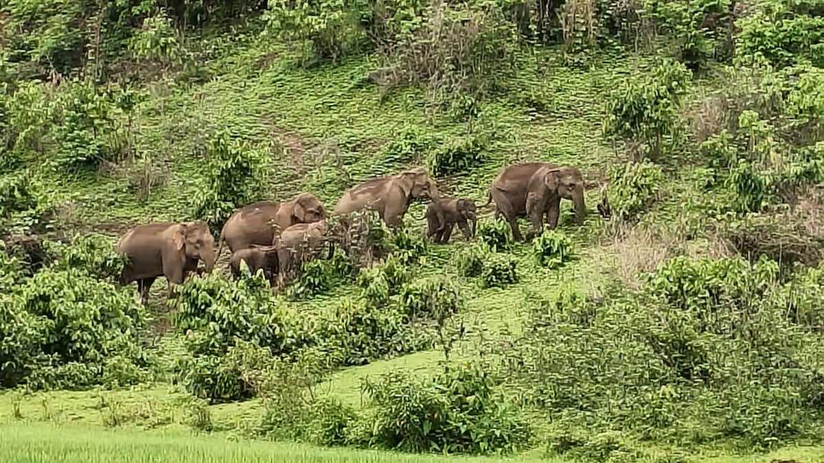 লোকালয়ে বন্য হাতির পাল, আতঙ্কিত এলাকাবাসী