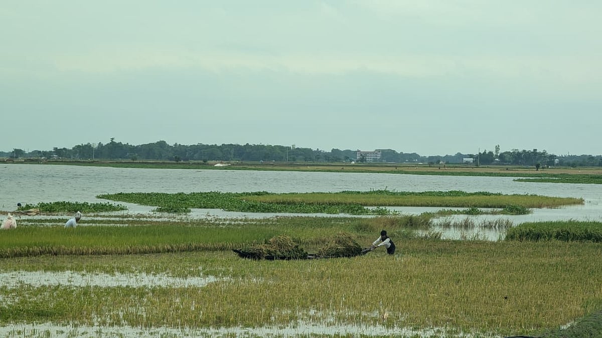‘চোক্ষের সামনে কৃষকরার ধান ডুইব্বা যাইতাছে, কিচ্ছু করার নাই’