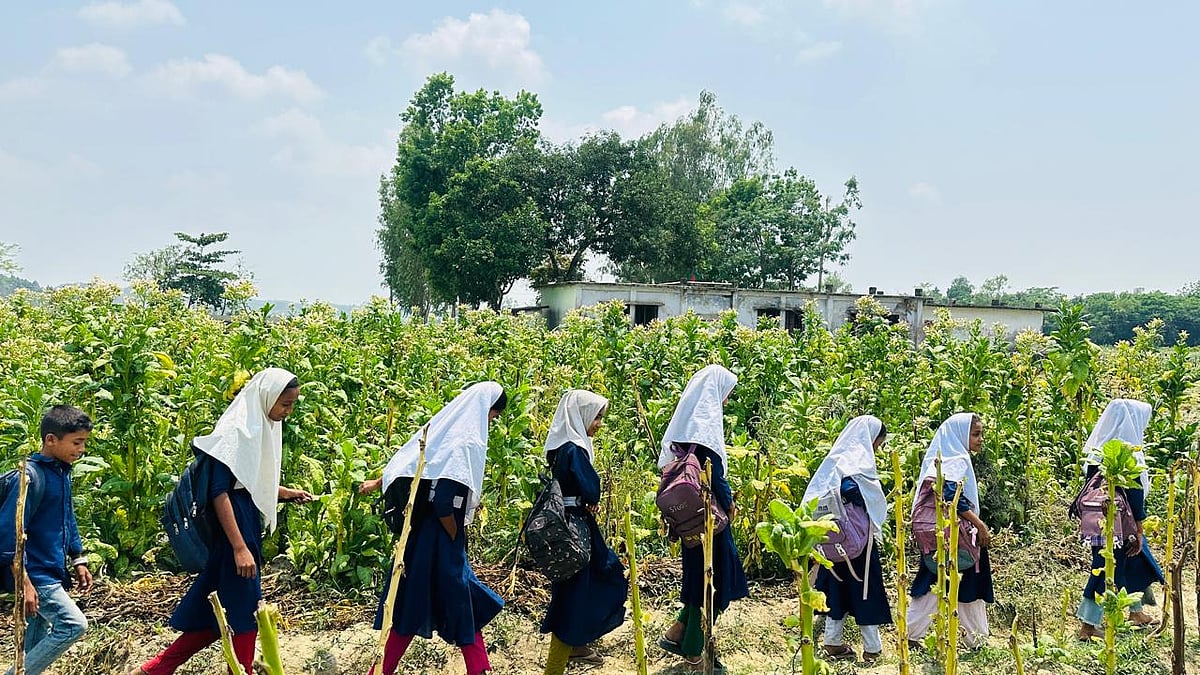 চকরিয়ায় ১৯ বিদ্যালয়ের পাশে তামাকখেত, ঝুঁকিতে শিশুরা