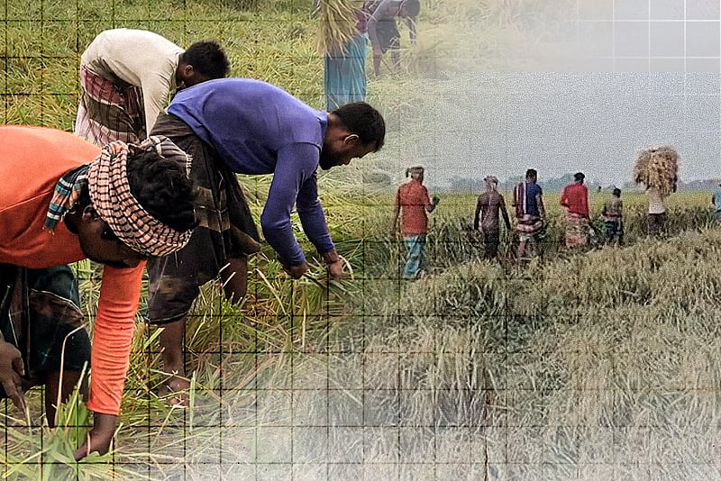 কাঁচির ধার আর গানের সুর, চলনবিলে ধান কাটার মহোৎসব