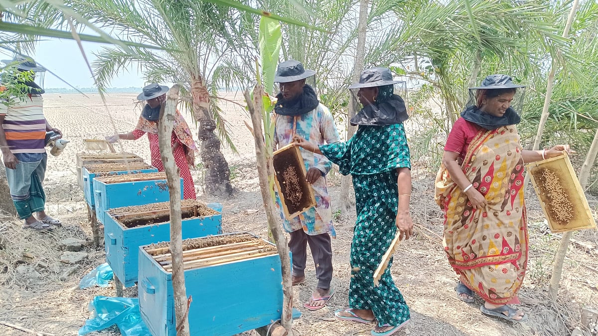 সুন্দরবনের পাশে মৌচাষ,  জীবনের ঝুঁকি ও বনের ওপর চাপ কমছে