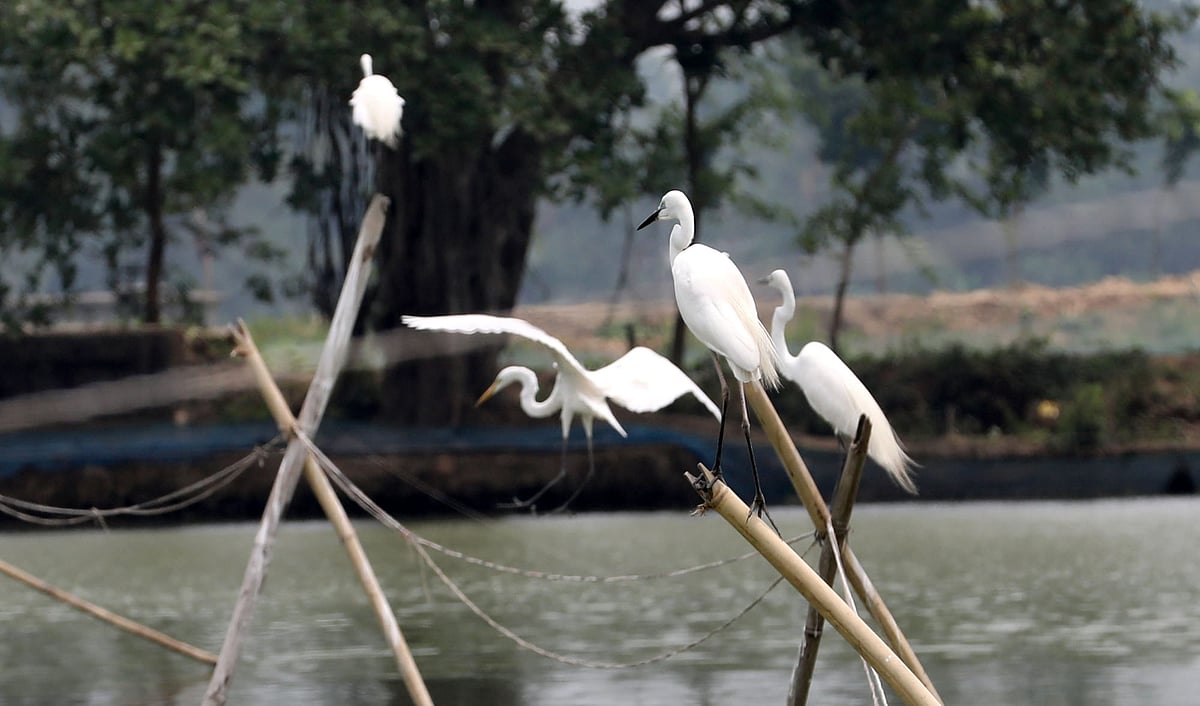 পুকুরে পোঁতা বাঁশের খুঁটিতে বসেছে বক 
