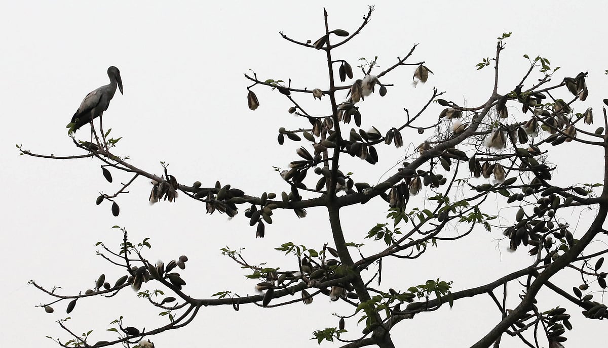 শিমুলের তুলার খেয়ালি ওড়াউড়ি