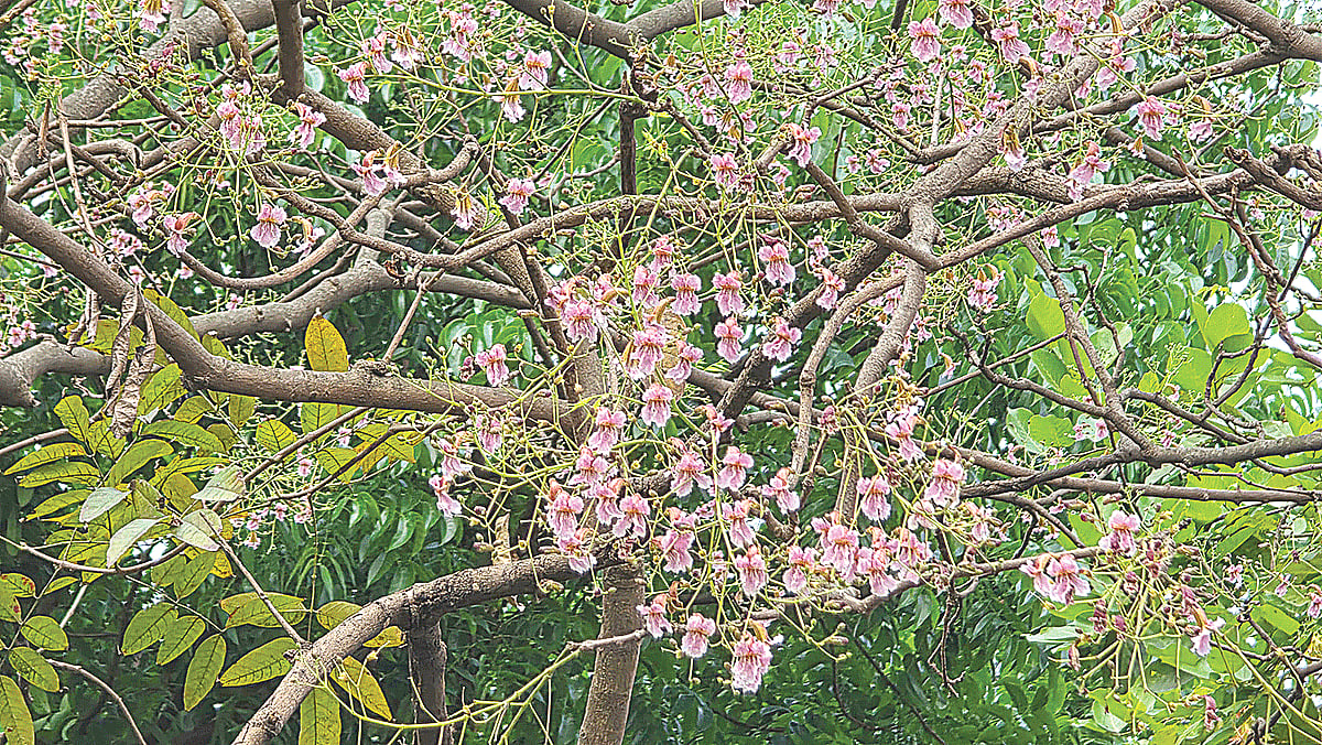 মায়াবতী পারুল ফুল