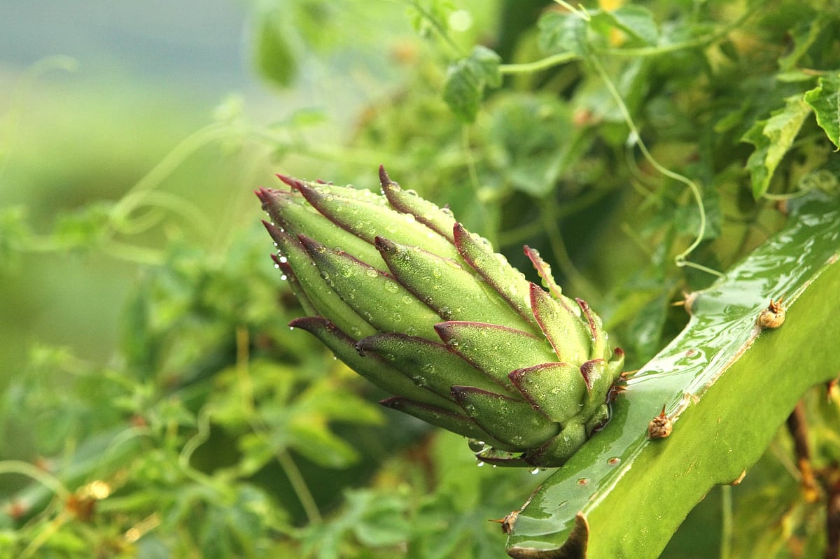ছবি: সুপ্রিয় চাকমা 