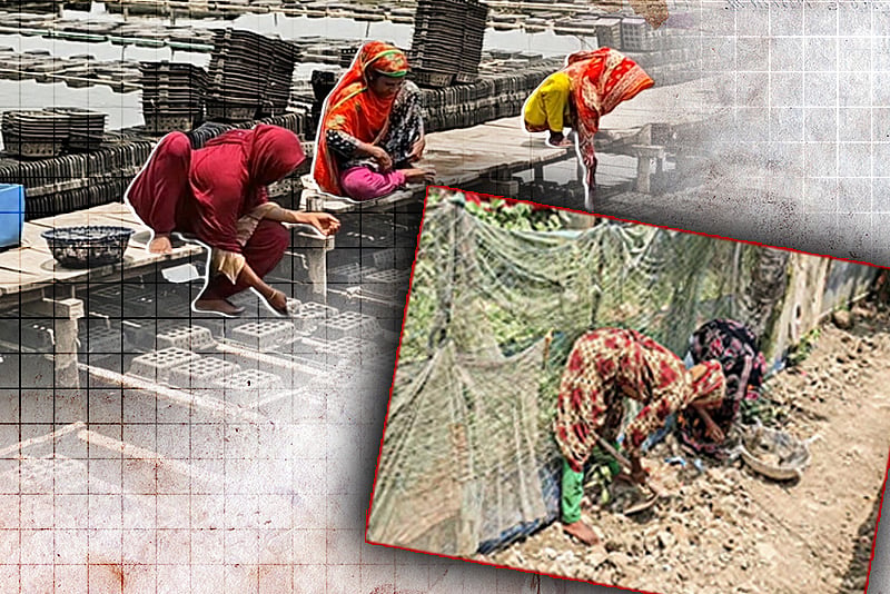 বৈষম্য মেনে নিয়েই নারীরা কাজ করেন সাতক্ষীরার কাঁকড়াখামারে