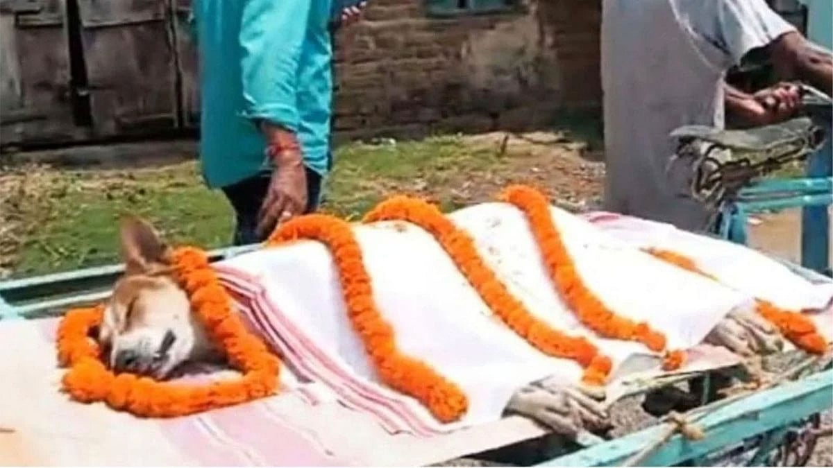 পথের কুকুর বাঁচাল স্কুলের শিশুদের, সাপের সঙ্গে লড়াই শেষে হলো মৃত্যু