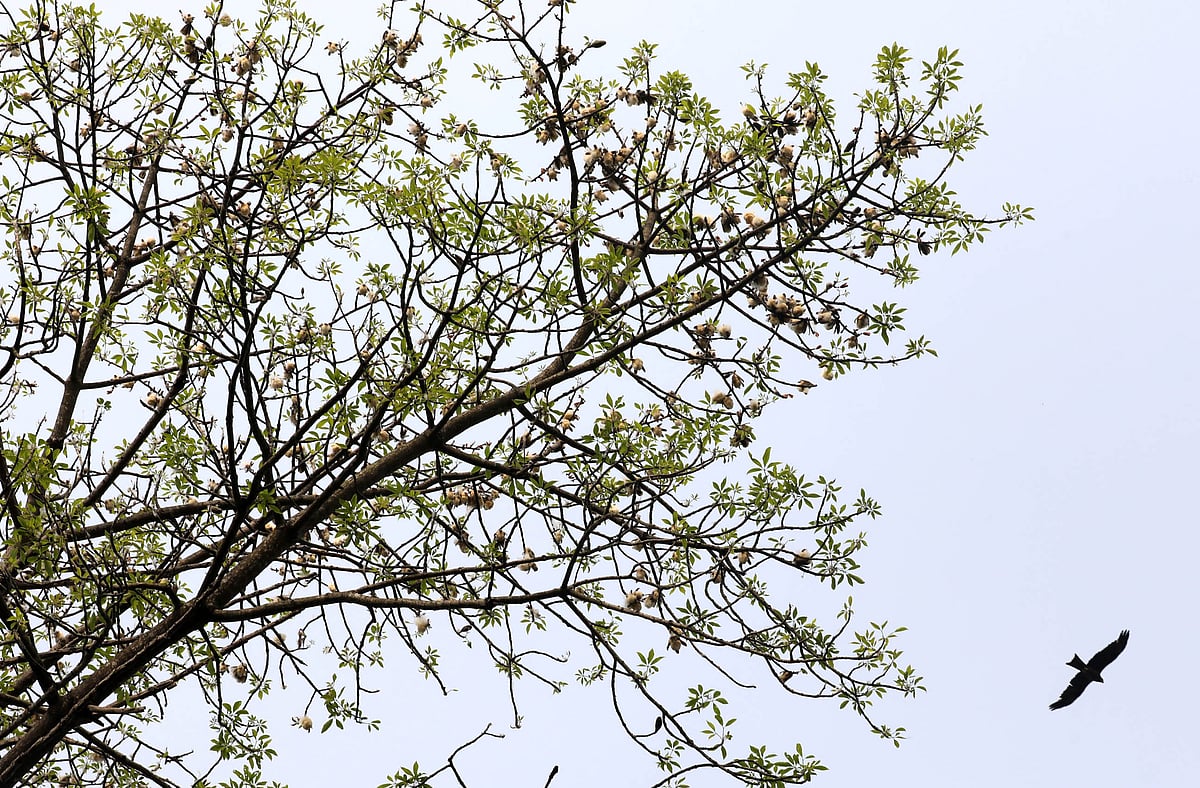 পরিপক্ব শিমুল ফেটে উড়ে যাচ্ছে তুলা। পাশেই উড়ছে একটি চিল 