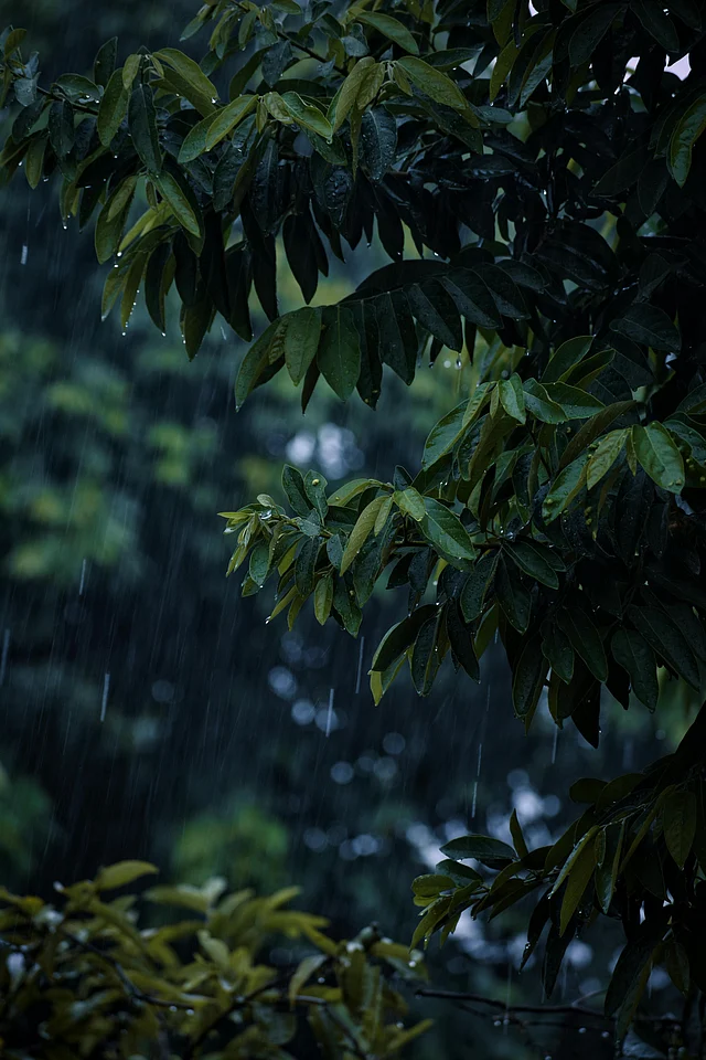 অন্যরকম এক প্রশান্তি আসে বৃষ্টির শব্দে