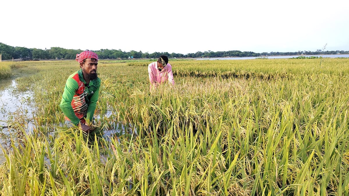 নেত্রকোনায় দুটি নদীর পানি বিপৎসীমার ওপরে, ৯ হাজার হেক্টর খেতের ধান পানির নিচে