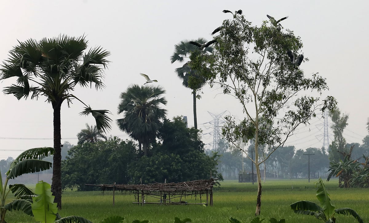 সবুজ খেতের মাঝে গাছের ডালে পাখির ঝাঁক 