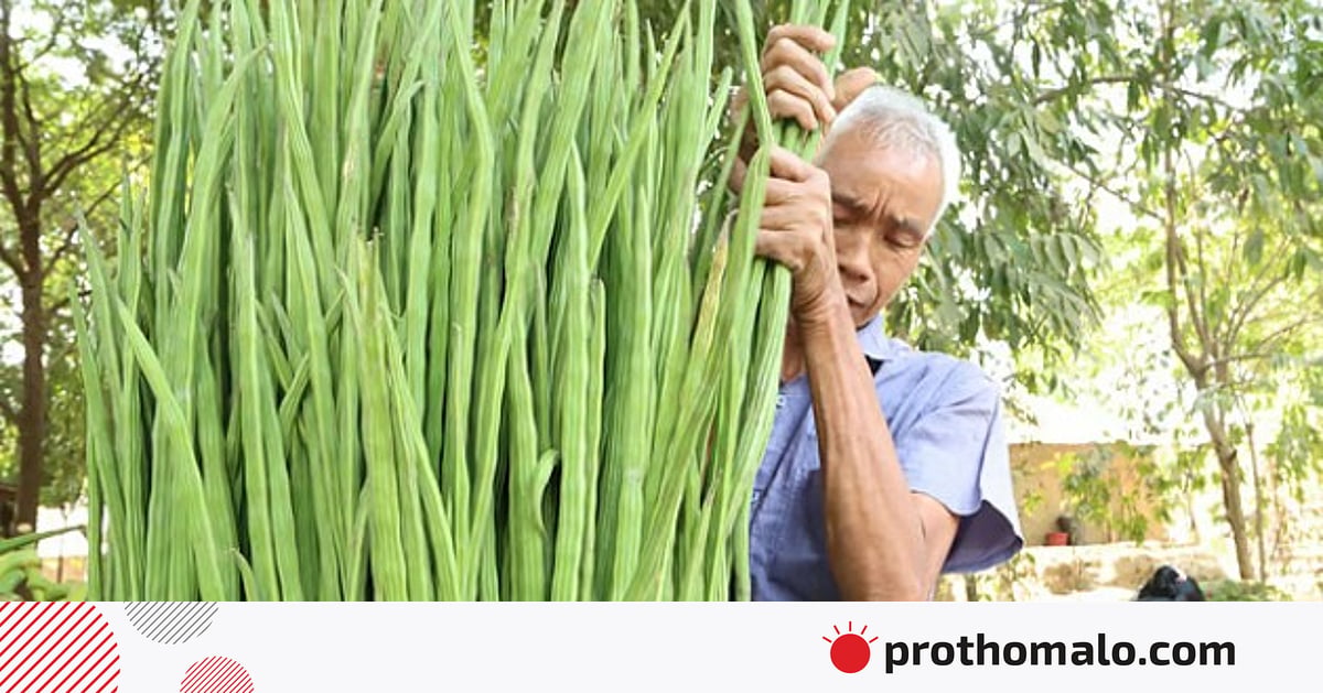 ট্যাপের পানি থেকে ৯৮ শতাংশ মাইক্রোপ্লাস্টিক দূর করে শজনে ট্যাপের পানি থেকে ৯৮ শতাংশ মাইক্রোপ্লাস্টিক দূর করে শজনে